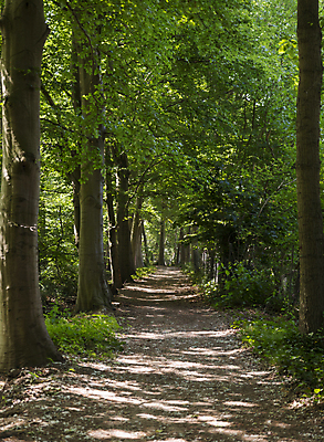 포토 JPG 해외이미지 나무 식물 도로 길 여행 자연 휴식 그림자 풍경 사람없음 초록색 햇빛 태양 봄 하이킹 신선 숲 네덜란드 해외포토 자연요소 계절 유럽 컬러 컨셉 교통시설 레저 생태계 파일형식 이미지허브