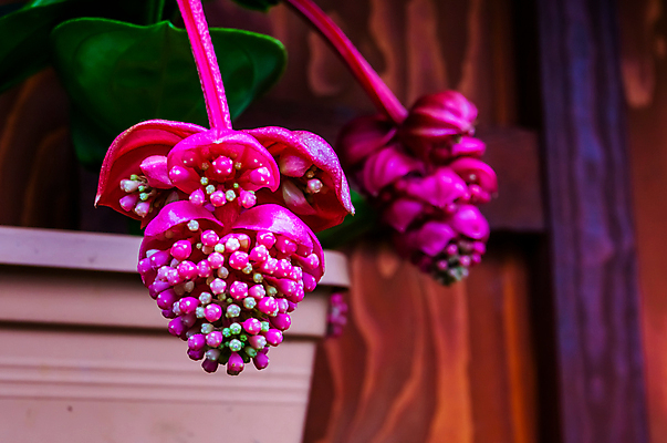 포토 JPG 해외이미지 식물 꽃 아시아 분홍색 백그라운드 자연 포도 주택 종류 동양인 사람없음 장식 컬러풀 장미 정원 보라색 활발 벚꽃 개화 난초 원예 강렬 이국적 인기 세련 해외포토 나라 컬러 컨셉 과일 인종 취미 건물 생태계 파일형식 이미지허브