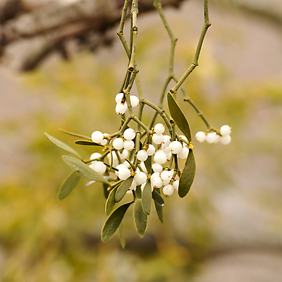 포토 JPG 해외이미지 나무 식물 열매 야생동물 크리스마스 겨울 과일 자연 잉글랜드 키스 사람없음 야외 가로 초록색 울타리 흰색 숲 과수원 앨범 헝가리 기생충 어려움 해외포토 동물 계절 기념일 컬러 농업 영국 담장 바이러스 애정표현 생태계 동유럽 파일형식 이미지허브