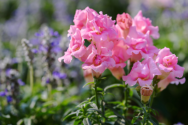 포토 JPG 해외이미지 식물 1 꽃잎 꽃 과학 백그라운드 잎 꽃무늬 패턴 자연 휴가 사람없음 빨간색 세로 초록색 컬러풀 노란색 머리 정원 검은색 어둠 봄 손상 벚꽃 나뭇가지 용 신선 개화 오브젝트 싱글 진홍색 내추럴 해외포토 나무 계절 컬러 컨셉 무늬 신체부위 생태계 파일형식 이미지허브