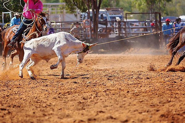 포토 JPG 해외이미지 동물 문화 밧줄 스포츠 포즈 모션 자연 사람없음 달리기 가축 경쟁 경기장 공연 운전 시골 승마 카우보이 호주 승차 익스트림스포츠 속도 황소 쇼 먼지 로데오 송아지 라이더 서쪽 토너먼트 해외포토 줄 새끼 컨셉 스포츠시설 이벤트 소 오세아니아 방향 생태계 파일형식 이미지허브