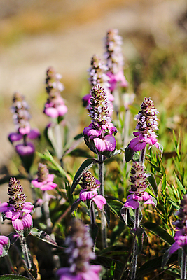 포토 JPG 해외이미지 나무 식물 디자인 공원 꽃잎 꽃 아시아 벽 분홍색 백그라운드 잎 꽃무늬 밭 태국 자연 풍경 사람없음 야외 초록색 여름 파란색 컬러풀 정원 보라색 봄 벚꽃 흰색 신선 소나무 개화 벌 허브 제비꽃 라벤더 내추럴 해외포토 계절 공공시설 나라 컬러 곤충 무늬 농업 생태계 파일형식 이미지허브
