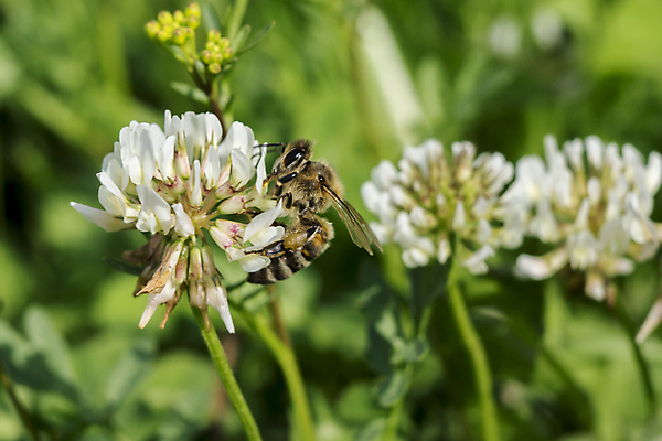포토 JPG 해외이미지 식물 꽃잎 꽃 분홍색 꽃무늬 밭 자연 사람없음 빨간색 초록색 여름 보라색 봄 들꽃 벚꽃 신선 클로버 허브 내추럴 해외포토 계절 컬러 무늬 농업 생태계 파일형식 이미지허브