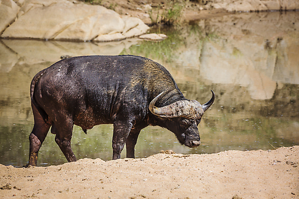 포토 JPG 해외이미지 동물 남자 야생동물 포유류 아프리카 자연 국립공원 풍경 사람없음 가로 황무지 보호 강가 사파리 황소 남아프리카 보츠와나 보호구역 해외포토 공원 나라 컨셉 사람 강 소 생태계 구역 파일형식 이미지허브