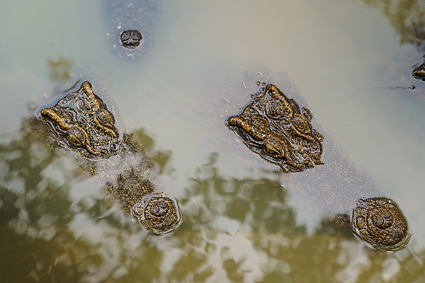 포토 JPG 해외이미지 동물 공원 아시아 야생동물 여행 백그라운드 패턴 파충류 태국 자연 동물원 성인 사람없음 가로 초록색 물 강 갈색 머리 연못 신선 입 황무지 닫기 치아 숲 위험 큼 가죽 피부 묘사 질감 육식동물 악어 사냥꾼 내추럴 민물 해외포토 자연요소 직업 공공시설 나라 컬러 컨셉 무늬 모션 사람 신체부위 소화기관 크기 생태계 파일형식 이미지허브