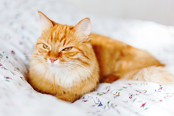 포토 JPG 해외이미지 한마리 실내 사람없음 반려동물 햇빛 고양이 이불 침대 낮잠 시트 반려묘 해외포토 동물 1 가구 포유류 침구 내부 태양 잠 파일형식 이미지허브