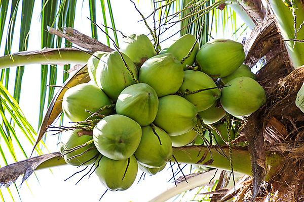 포토 JPG 해외이미지 나무 식물 아시아 음료 음식 여행 백그라운드 잎 농업 채소 과일 태국 자연 휴가 매달리기 건강 손바닥 동양인 사람없음 야외 초록색 물 정원 우유 성장 흰색 신선 뜨거움 그룹 닫기 달콤 다발 유기농 날것 코코넛 내추럴 숙성 이국적 채식주의자 해외포토 자연요소 손 웰빙 나라 산업 컬러 모션 유제품 인종 맛 생태계 채식 파일형식 이미지허브