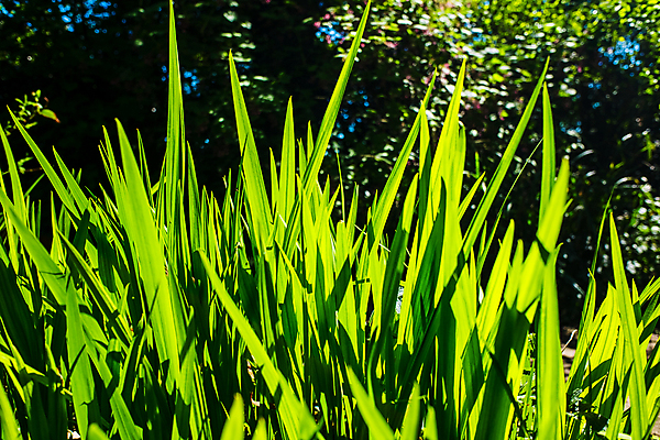 포토 JPG 해외이미지 나무 식물 꽃 백그라운드 잎 꽃무늬 패턴 자연 사람없음 초록색 환경 정원 봄 성장 질감 스파이크 내추럴 해외포토 계절 컬러 무늬 생태계 파일형식 이미지허브