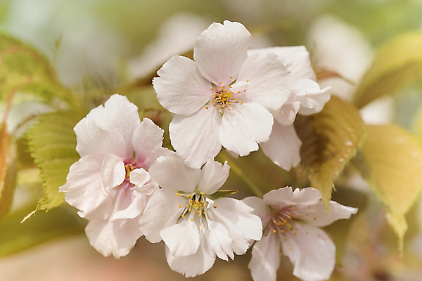 포토 JPG 해외이미지 나무 식물 구름 계절 공원 꽃잎 꽃 분홍색 백그라운드 잎 자연 하늘 사람없음 야외 파란색 컬러풀 정원 일본 봄 흰색 나뭇가지 신선 화려 체리 도쿄 붓꽃 내추럴 창백 방법 해외포토 자연요소 공공시설 아시아 컬러 컨셉 과일 생태계 파일형식 이미지허브