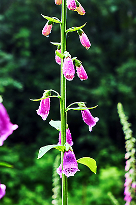 포토 JPG 해외이미지 식물 계절 꽃 유럽 줄기 잎 자연 사람없음 컵 물 보라색 봄 젖음 떨어짐 묘사 폴란드 해외포토 자연요소 식기 나라 컬러 컨셉 생태계 파일형식 이미지허브