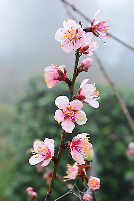 포토 JPG 해외이미지 주간 사람없음 야외 아웃포커스 봄 벚꽃 꽃가지 해외포토 자연요소 계절 꽃 촬영기법 나뭇가지 파일형식 이미지허브