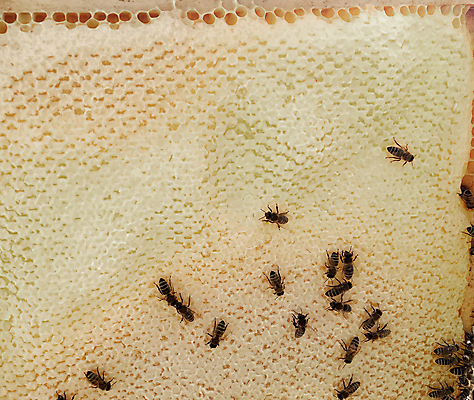 포토 JPG 해외이미지 모양 동물 라이프스타일 음식 곤충 백그라운드 패턴 자연 프레임 세포 사람없음 약 노란색 머리빗 업무 황금 달콤 꿀벌 벌 묘사 질감 바쁨 꽃가루 육각형 꿀 고무 여왕 벌집 내추럴 고립 밀랍 양봉 양봉장 어려움 왁스 진짜 폴리곤 해외포토 도형 컬러 무늬 의학 생활 미용용품 작업 맛 벌_곤충 가루 생태계 파일형식 이미지허브