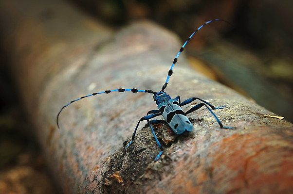 포토 JPG 해외이미지 동물 유럽 야생동물 과학 곤충 자연 생물 안테나 종류 사람 사람없음 야외 파란색 환경 점 행운 해충 벌레 보호 은색 숲 가죽 딱정벌레 싱글 생물학 거미 멸종 7월 동물상 땅바닥 몬스터 생태학 완벽 특별함 해외포토 교육 나라 컬러 컨셉 통신 바닥 조형물 날짜 생태계 파일형식 이미지허브