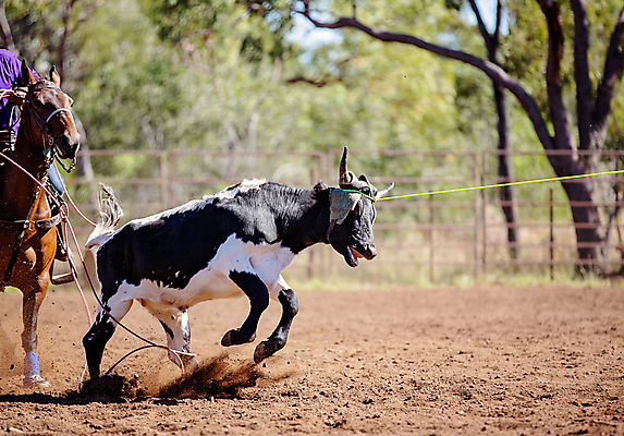 포토 JPG 해외이미지 동물 문화 밧줄 스포츠 포즈 모션 자연 사람없음 달리기 가축 경쟁 경기장 공연 운전 시골 소 승마 카우보이 호주 승차 속도 황소 쇼 먼지 로데오 송아지 라이더 서쪽 토너먼트 해외포토 줄 새끼 컨셉 포유류 스포츠시설 이벤트 오세아니아 방향 생태계 파일형식 이미지허브