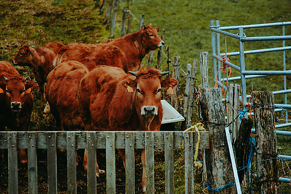 포토 JPG 해외이미지 동물 행복 농업 포유류 자연 털 뿔 건강 풍경 근접촬영 사람없음 야외 농장 갈색 머리 가축 놀람 운전 소고기 흰색 시골 소 호기심 그림 황소 귀 주둥이 내추럴 산악지대 감탄 고립 관심 울퉁불퉁 반추동물 해외포토 감정 산업 뷰포인트 컬러 컨셉 모션 산 표정 육류 신체부위 생태계 파일형식 이미지허브