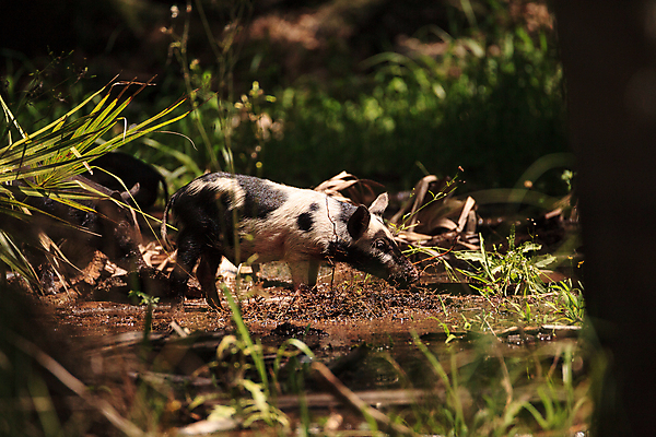 포토 JPG 해외이미지 청소년 자연 사람없음 아기 돼지 숲 뿌리기 플로리다 해외포토 포유류 모션 사람 미국 생태계 파일형식 이미지허브