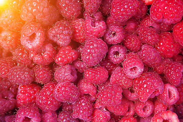 포토 JPG 해외이미지 식물 라이프스타일 계절 열매 음식 백그라운드 다이어트 과일 재료 자연 디저트 건강 사람없음 빨간색 여름 컬러풀 수확 신선 그룹 달콤 맛 먹기 오브젝트 유기농 질감 날것 산딸기 흙더미 내추럴 숙성 채식주의자 많음 해외포토 웰빙 컬러 컨셉 농업 모션 생활 흙 생태계 채식 파일형식 더미 이미지허브