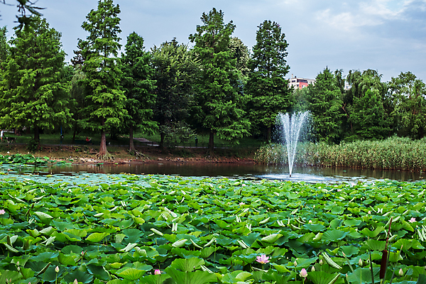 포토 JPG 해외이미지 식물 꽃잎 꽃 호수 줄기 분홍색 잎 자연 이집트 연꽃 동양인 사람없음 초록색 물 여름 평화 정원 고요 봄 벚꽃 연못 개화 백합 순수 신성 부쿠레슈티 해외포토 자연요소 계절 컬러 컨셉 아프리카 인종 생태계 루마니아 파일형식 이미지허브