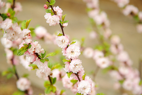 포토 JPG 해외이미지 나무 식물 1 디자인 계절 공원 꽃잎 꽃 분홍색 백그라운드 꽃무늬 농업 자연 휴가 부활절 건강 미술 사람없음 장식 빛 정원 일본 맑음 봄 성장 흰색 나뭇가지 신선 개화 닫기 과수원 관목 오브젝트 속도 부드러움 아몬드 고립 해외포토 공공시설 기념일 산업 아시아 컬러 무늬 모션 날씨 문화예술 견과류 감각 생태계 파일형식 이미지허브
