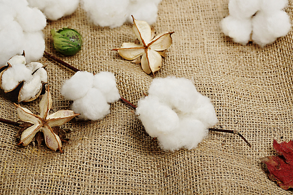 포토 JPG 해외이미지 사람없음 면 부드러움 목화꽃 목화솜 해외포토 꽃 감각 솜 파일형식 이미지허브