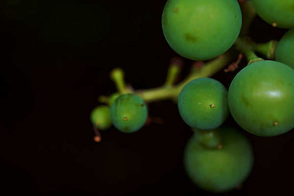 포토 JPG 해외이미지 길 잎 밭 자연 포도 건강 사람없음 초록색 여름 노란색 주스 흰색 그룹 작음 큼 자르기 다발 가득함 포도나무 고립 구성 깊이 숙성 양조장 많음 해외포토 식물 계절 음료 컬러 컨셉 농업 과일 모션 크기 과일나무 생태계 파일형식 이미지허브