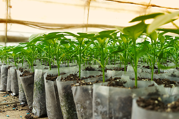 포토 JPG 해외이미지 식물 산업 문화 음식 잎 농업 채소 사람없음 내부 초록색 빛 농작물 농장 정원 놀이방 샐러드 수확 성장 시골 신선 시장 땅 유기농 원예 후추 광합성 바이오 밭일 생태학 온실 그리너리 세련 해외포토 웰빙 교육 컬러 취미 향신료 파일형식 트랜드컬러 이미지허브