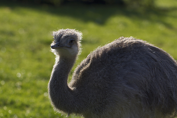 포토 JPG 해외이미지 동물 응시 야생동물 자연 조류 서기 사람없음 야외 회색 시골 깃털 부리 멸종 동물상 해외포토 시선 컬러 모션 조형물 생태계 파일형식 이미지허브