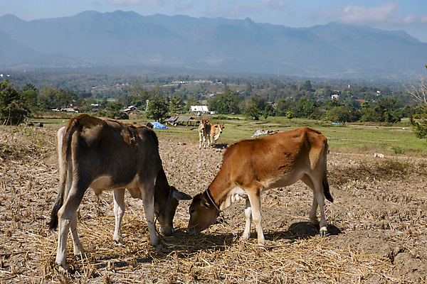 포토 JPG 해외이미지 나무 식물 동물 아시아 문화 여행 백그라운드 밭 농업 태국 자연 하늘 밥 산 동양인 풍경 사람없음 야외 초록색 농장 흰색 시골 소 언덕 해외포토 나라 산업 음식 컬러 포유류 인종 생태계 파일형식 이미지허브