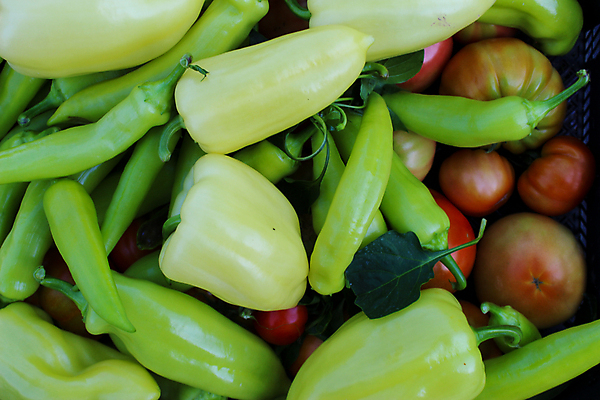포토 JPG 해외이미지 라이프스타일 음식 농업 토마토 채소 자연 탁자 가지 피망 건강 사람없음 야외 주방 정원 수확 성장 신선 유기농 원예 후추 내추럴 보스니아 숙성 해외포토 웰빙 산업 가구 취미 생활 향신료 생태계 파일형식 이미지허브