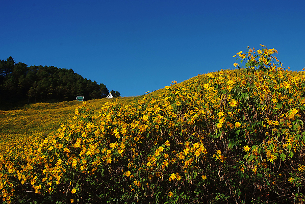 포토 JPG 해외이미지 나무 디자인 꽃 아시아 여행 백그라운드 밭 태국 자연 하늘 해바라기 국화 사람없음 초록색 여름 파란색 컬러풀 노란색 환경 정원 일본 봄 벚꽃 신선 언덕 내추럴 해외포토 식물 계절 나라 컬러 농업 생태계 파일형식 이미지허브