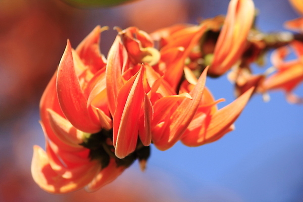 포토 JPG 해외이미지 모양 나무 식물 꽃잎 꽃 백그라운드 낙엽 잎 곡선 오렌지 태국 자연 하늘 불꽃 건조 종류 3 사람없음 야외 빨간색 파란색 환경 정원 나뭇가지 숲 인도인 앵무새 해외포토 외국인 아시아 선 컬러 과일 조류 불 동양인 생태계 파일형식 이미지허브