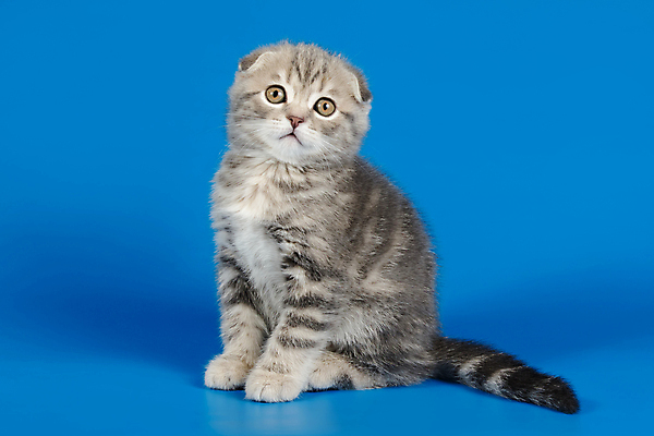 포토 JPG 해외이미지 한마리 응시 새끼 실내 앉기 사람없음 반려동물 귀여움 고양이 파란배경 스코티시폴드 반려묘 해외포토 동물 1 시선 백그라운드 컨셉 포유류 모션 내부 파란색 파일형식 이미지허브