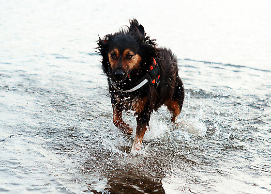 포토 JPG 해외이미지 동물 응시 행복 포유류 관계 모션 자연 안내 사랑 서기 성인 사람없음 야외 여름 반려동물 갈색 노란색 걷기 우정 성장 흰색 개 강아지 작음 타운 몸단장 송곳니 기르기 동반자 유래 특별함 해외포토 시선 계절 감정 컬러 컨셉 사람 친구 도시 치아 크기 생태계 돌봄 파일형식 이미지허브