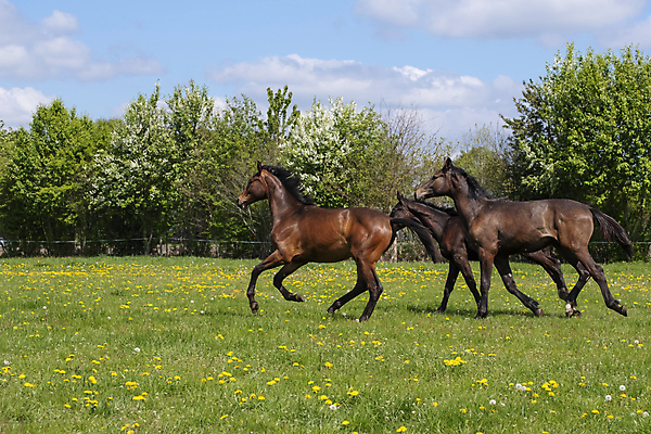 포토 JPG 해외이미지 동물 꽃 야생동물 밭 모션 자연 하늘 풍경 사람없음 야외 초록색 파란색 달리기 갈색 맑음 점프 힘 봄 목장 자유 시골 시간 승마 군중 속도 갈기 지휘 바둑 반항 해외포토 식물 계절 스포츠 컬러 컨셉 농업 놀이 날씨 사람 생태계 파일형식 이미지허브