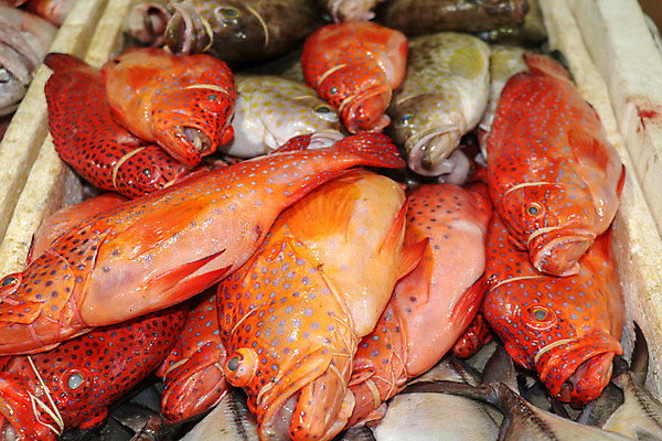 포토 JPG 해외이미지 전통 아시아 음식 바다 섬 백그라운드 태국 고추 낚시 휴가 건강 육류 어류 요리 동양인 사람없음 식당 식사 저녁식사 신선 시장 고급 인스턴트 먹기 해산물 날것 베트남 발리 인도네시아 점심식사 메인요리 살사댄스 절임 해외포토 나라 컨셉 채소 식재료 모션 레저 인종 상점 동남아시아 수중동물 춤 파일형식 이미지허브