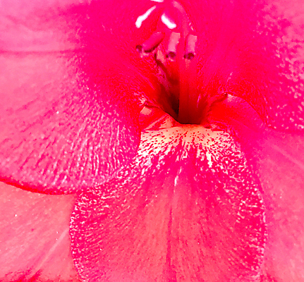 포토 JPG 해외이미지 식물 계절 공원 꽃잎 꽃 꽃다발 결혼 잎 꽃무늬 자연 실내 발렌타인데이 선물 풍경 사람없음 장식 초록색 여름 정원 봄 성장 벚꽃 개화 정상 다발 질감 향기 냄새 아로마 악취 내추럴 구성 해외포토 공공시설 컬러 무늬 데이이벤트 이벤트 내부 생태계 파일형식 이미지허브