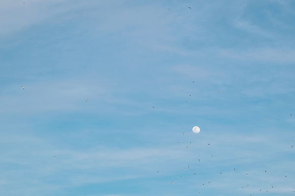 포토 JPG 해외이미지 구름 야생동물 바다 여행 컨셉 날개 건축양식 갈매기 조류 하늘 추상 풍경 사람없음 건물 물 파란색 컬러풀 태양 평화 우주 어둠 화목 일몰 거울 자유 달 분위기 야간 홍수 달빛 심볼 천국 무한 생태학 수평선 해외포토 자연요소 동물 건축물 교육 건축 컬러 무늬 노을 자연재해 파일형식 이미지허브