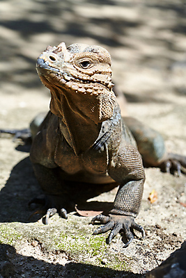 포토 JPG 해외이미지 동물 응시 야생동물 여행 포즈 백그라운드 신체 파충류 자연 휴식 생물 동물원 종류 사람없음 야외 반려동물 컬러풀 태양 갈색 머리 환경 사막 용 피부 싱글 도마뱀 육식동물 이구아나 내추럴 동물상 이국적 해외포토 자연요소 시선 컬러 컨셉 신체부위 조형물 생태계 파일형식 이미지허브