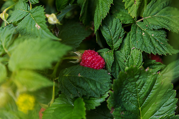 포토 JPG 해외이미지 식물 라이프스타일 계절 열매 음식 잎 다이어트 채소 과일 재료 자연 지팡이 추상 매달리기 건강 사람없음 가로 빨간색 초록색 여름 컬러풀 정원 활발 수확 성장 나뭇가지 신선 그룹 달콤 상품 유기농 원예 산딸기 건강식 밭일 숙성 디테일 해외포토 나무 웰빙 컬러 컨셉 무늬 농업 모션 취미 생활 맛 생태계 파일형식 이미지허브