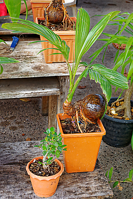 포토 JPG 해외이미지 나무 식물 꽃 아시아 잎 농업 채소 과일 태국 자연 새로움 건강 손바닥 씨앗 동양인 사람없음 야외 장식 초록색 환경 정원 성장 신선 냄비 작음 컨테이너 유기농 원예 날것 코코넛 내추럴 모종 심기 이국적 해외포토 손 웰빙 나라 산업 컬러 컨셉 모션 인종 취미 솥 크기 생태계 파일형식 이미지허브