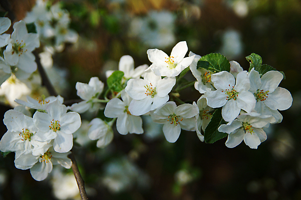 포토 JPG 해외이미지 나무 식물 계절 공원 꽃잎 꽃 백그라운드 잎 꽃무늬 자연 사람없음 야외 가로 초록색 빛 정원 맑음 봄 달력 흰색 나뭇가지 신선 개화 사과 수분 원예 향기 내추럴 꽃수술 블러 해외포토 공공시설 컬러 무늬 과일 날씨 취미 생태계 냄새 파일형식 이미지허브