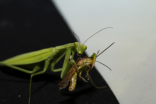 포토 JPG 해외이미지 동물 곤충 날개 자연 사람없음 사냥 육식동물 메뚜기 해외포토 생태계 파일형식 이미지허브