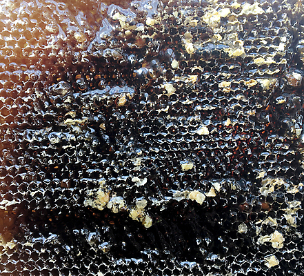 포토 JPG 해외이미지 음식 곤충 세포 건강 사탕 사람없음 약 노란색 식사 흐름 머리빗 액체 황금 달콤 맛 떨어짐 꿀벌 날것 꽃가루 부드러움 육각형 꿀 고무 벌집 내추럴 밀랍 양봉 양봉장 어려움 왁스 폴리곤 정확 해외포토 도형 동물 컬러 컨셉 의학 디저트 미용용품 감각 벌_곤충 가루 파일형식 이미지허브