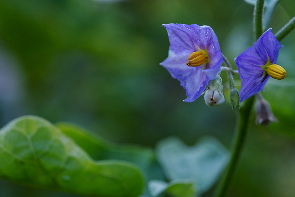 포토 JPG 해외이미지 식물 꽃잎 꽃 행복 아시아 음식 백그라운드 컨셉 잎 밭 농업 채소 태국 자연 가지 휴식 아이디어 기술 건강 사람없음 초록색 노란색 환경 정원 보라색 성장 흰색 신선 개화 그룹 달콤 작음 큼 오브젝트 그림 유기농 질감 포도나무 내추럴 해외포토 웰빙 감정 나라 산업 컬러 맛 크기 과일나무 생태계 파일형식 이미지허브