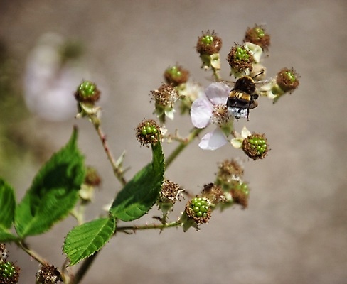 포토 JPG 해외이미지 꽃잎 꽃 잎 자연 사람없음 묘사 화창 해외포토 식물 날씨 생태계 파일형식 이미지허브