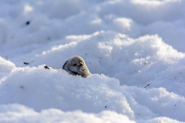 포토 JPG 해외이미지 동물 계절 공원 야생동물 음식 빵 백그라운드 겨울 날개 자연 조류 날씨 씨앗 사람없음 야외 햇빛 태양 크래커 환경 정원 맑음 냉동 추위 숲 먹이 낟알 깃털 꼬리 서리 부리 내추럴 동물상 수수 수유 제설기 눈내림 해외포토 자연요소 식물 공공시설 눈_날씨 조형물 쿠키 생태계 제설 파일형식 이미지허브