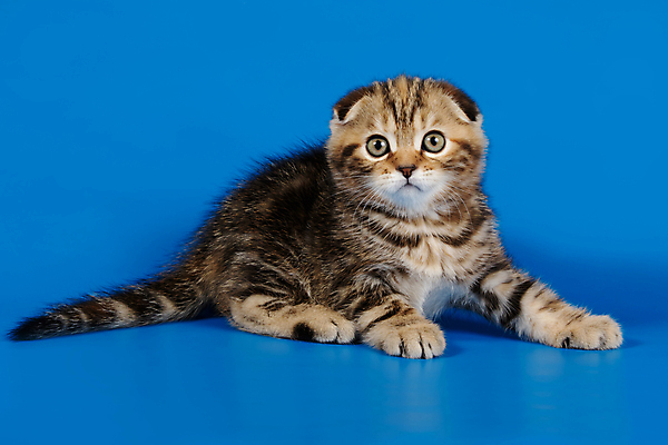 포토 JPG 해외이미지 한마리 응시 새끼 엎드리기 실내 사람없음 반려동물 귀여움 고양이 파란배경 스코티시폴드 반려묘 해외포토 동물 1 시선 백그라운드 컨셉 포유류 모션 내부 파란색 파일형식 이미지허브