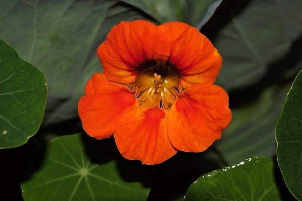 포토 JPG 해외이미지 식물 꽃 잎 오렌지 자연 사람없음 야외 초록색 컬러풀 정원 벚꽃 닫기 작음 해외포토 컬러 과일 모션 크기 생태계 파일형식 이미지허브