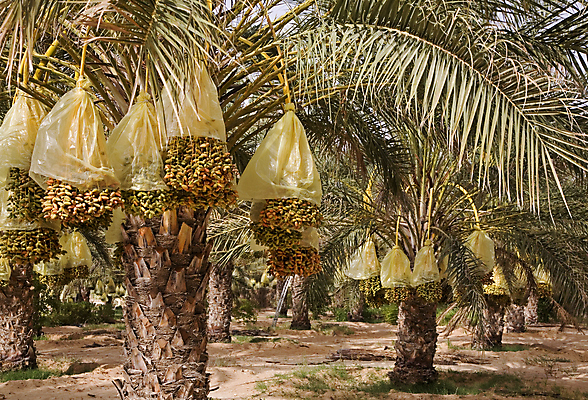 포토 JPG 해외이미지 나무 식물 바다 여행 백그라운드 잎 과일 아프리카 자연 휴가 건강 손바닥 풍경 사람없음 야외 야자수 햇빛 태양 환경 사막 나뭇가지 날짜 닫기 다발 아랍에미리트 숙성 이국적 해외포토 자연요소 손 나라 중동 모션 생태계 파일형식 이미지허브
