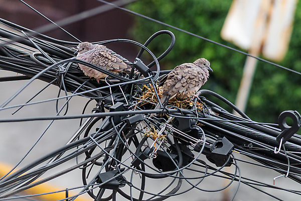 포토 JPG 해외이미지 동물 분홍색 날개 부분 아프리카 자연 조류 생물 종류 사람없음 야외 빨간색 갈색 머리 환경 금속 검은색 도시 황무지 피부 깃털 비둘기 꼬리 부리 철사 지역 목 서식지 동쪽 내추럴 창백 동물상 벌거벗은 탄자니아 해외포토 나라 컬러 재질 신체부위 조형물 방향 생태계 파일형식 이미지허브